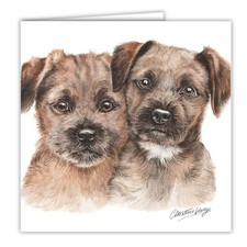 Border Terrier puppies