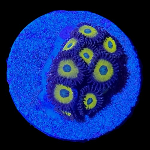 Yellow submarine zoanthids - yellow,