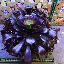 Aeonium black rose 15 Heads