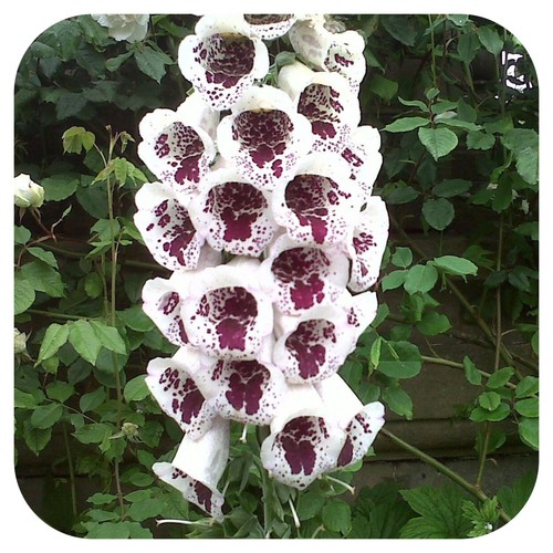 Foxglove digitalis pam s - foxglove,