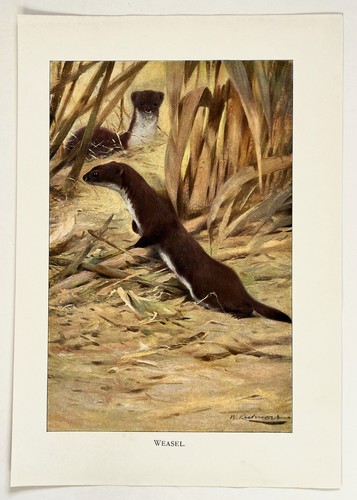 Weasel 1916 antique print - ,