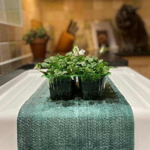 53cm capillary matting - 53cm,