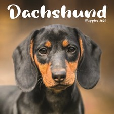 Dachshund Puppies Square Mini