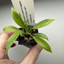 philodendron Joepii GOG