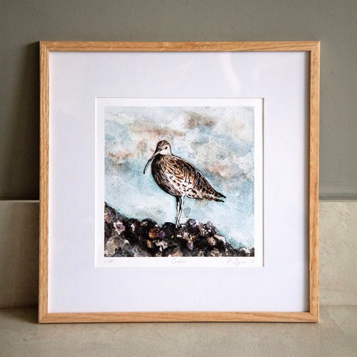 Curlew bird sea shore - sea, rocks