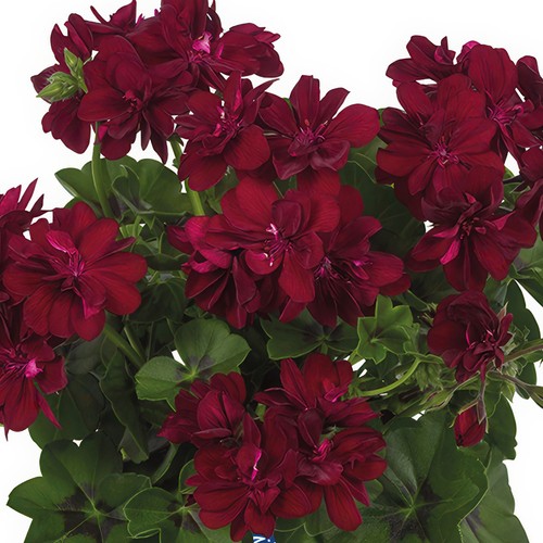 Ivy leaf geranium moonflair - geranium,
