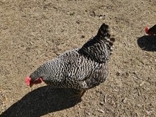 Half Dozen Fertilized Plymouth