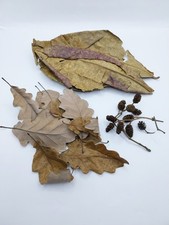 Aquarium Botanicals Bundle Tanins Shrimp Betta Fish