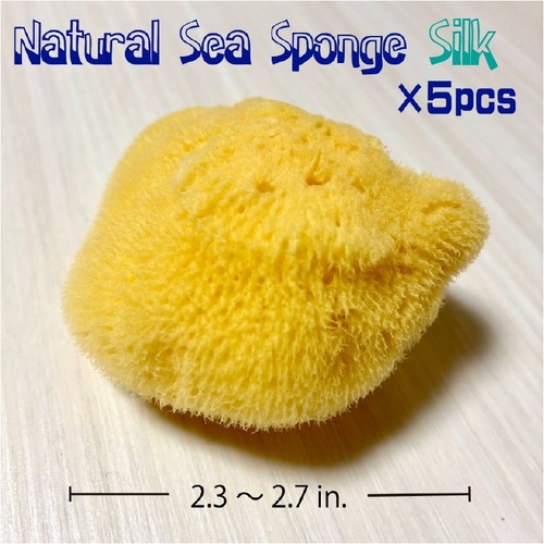 Natural sea sponge - sea,