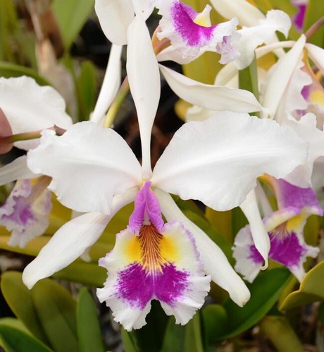 Cattleya warscewiczii katia - cattleya, 'katia'