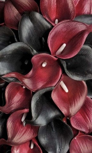 Burgundy black calla lily - burgundy,