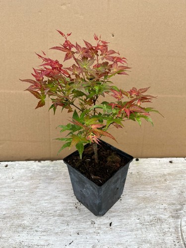 Acer palmatum shishio - palmatum,