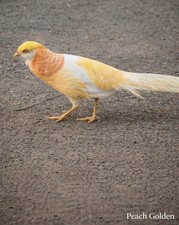 *12* Peach Golden Pheasant