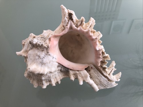 Large 17cm murex ramose - large,