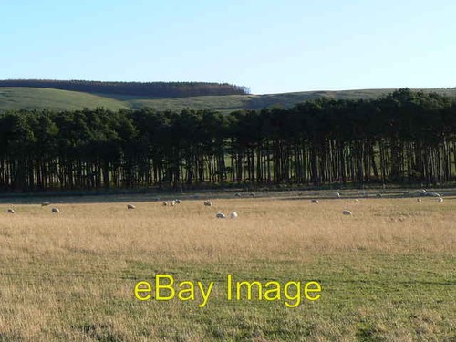 Photo 6x4 shelter belt - shelter,