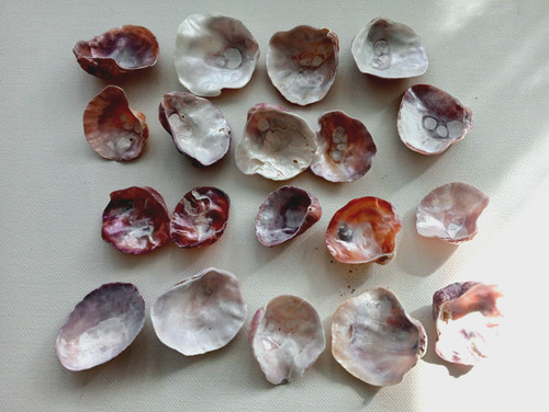 Pink jingle sea shells - pink,