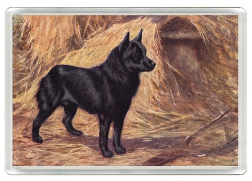 Schipperke dog fridge - schipperke,