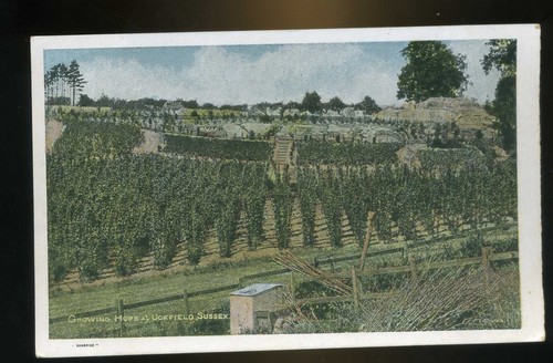 Uckfield sussex growing hops - sussex,
