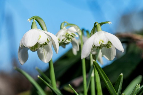 10x double snowdrop - 10x, galanthus