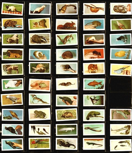 1960 horniman tea - horniman's, pets