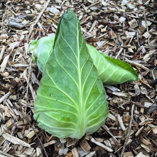 Cabbage greyhound seeds 500 - cabbage,