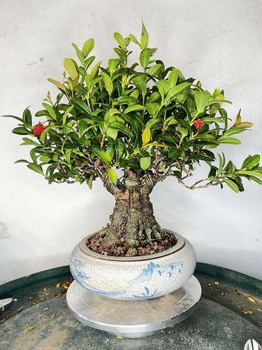 Large ixora coccinea bonsai - ixora, in