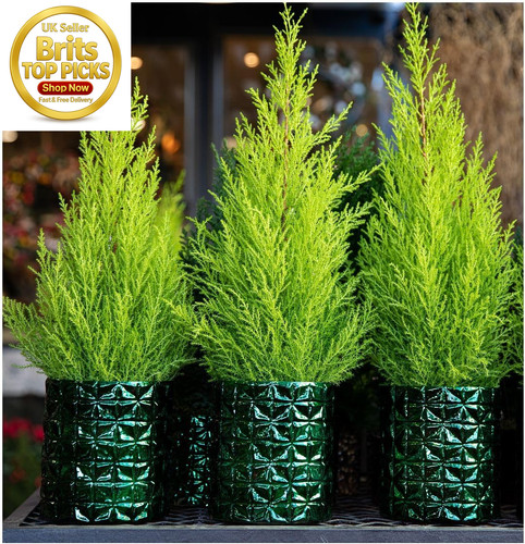 Goldcrest lemon cypress wilma - [goldcrest,