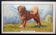 TIBETAN MASTIFF   Vintage 1930's Illustrated Dog Card  DE25M