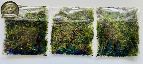 Large live carpet moss - large,