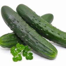 Cucumber Marketmore Seeds - 40