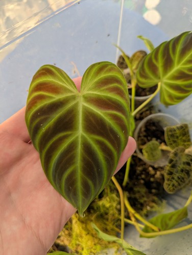 Philodendron verrucosum dark - philodendron, 'dark