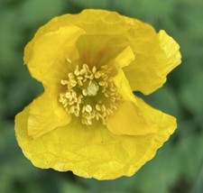 Welsh Poppy Seeds (Papaver