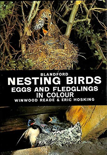 Nesting birds eggs and - nesting,
