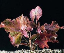 1 x TIGER LOTUS RED Nymphaea