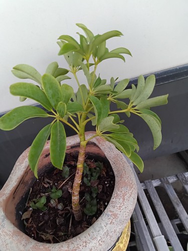 Schefflera arboricola umbrella - schefflera,