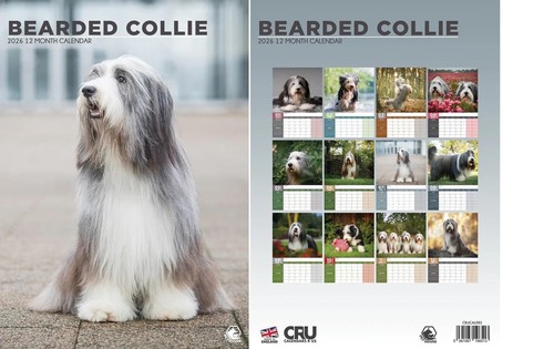Bearded collie 2026 calendar - bearded,