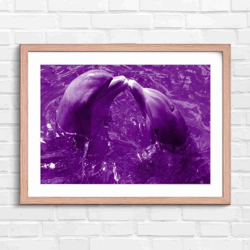 Cute dolphins kissing - cute,