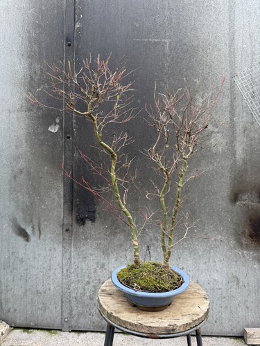 Japanese maple deshojo bonsai - maple,
