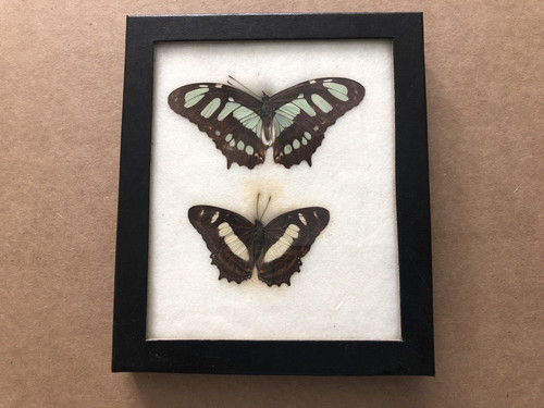 1966 butterfly taxidermy - 1966,