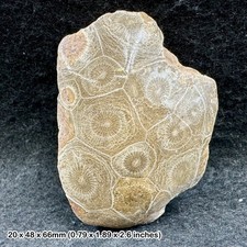 Hexagonia polished coral - hexagonia,