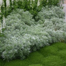 Artemesia schmiditiana Nana Hardy perennial  2 x 1 litre pot plants