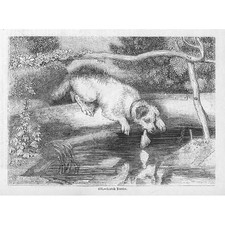 Scottish Terrier Dog - Antique Print 1856