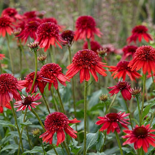 Echinacea eccentric perennial - echinacea,
