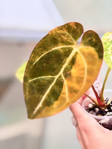 Anthurium papillaminum - anthurium,