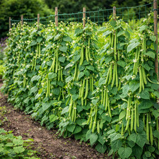 10 Long Climbing French Bean