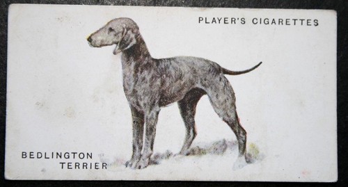 Bedlington terrier vintage - terrier,