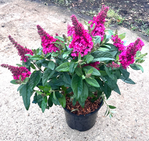 Dwarf buddleia butterfly - buddleia,