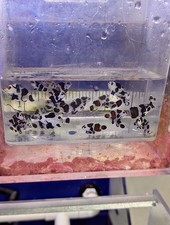 10 Pack Storm Clownfish Harem