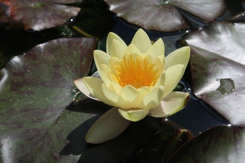 Nymphaea yellow sensation - 'yellow, sensation'