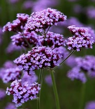 Verbena Bonariensis LARGE -